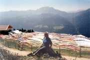 Hohe Drachendichte auf der Emberger Alm