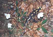 Feuersalamander auf Christrosen