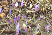 Frühlingsblumenteppich